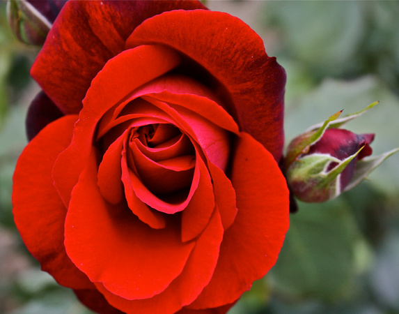 Red Rose #47