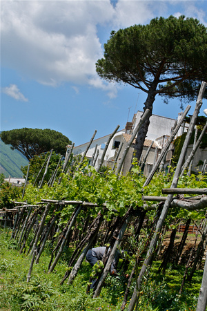 Hard at Work in The Grapevines Ravello Italy #244