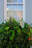 Window Flower Box against Blue House