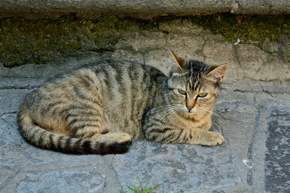 Stray Cat Ravello Italy #227