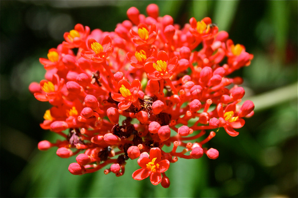 Red/Yellow Cluster Flower