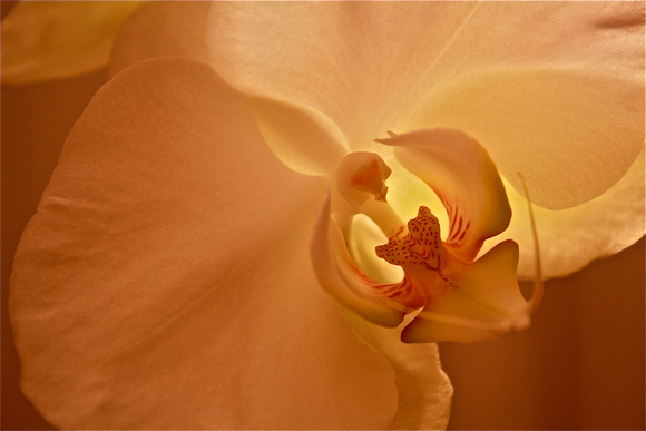 White Orchid Closeup
