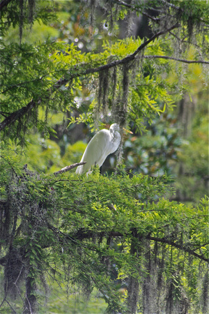 Egret sitting in Tree