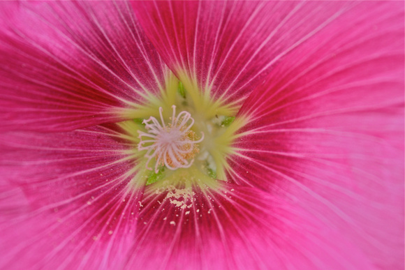 Pink Flower/Closeup Murano Italy #326