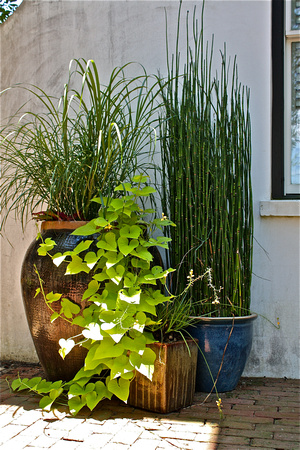 Sweet Potato Ivy & Bamboo Pots