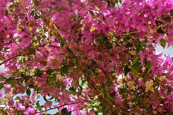 Tree of Pink Blossoms Ravello Italy #260