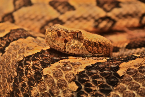 Rattlesnake coiled