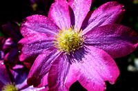 Pink Clematis w/water droplets