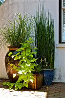 Sweet Potato Ivy & Bamboo Pots