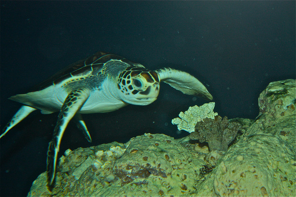 Sea Turtle 2 w/Coral