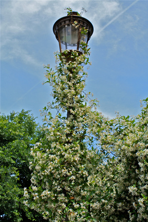 Honeysuckle climbing Lamp Post