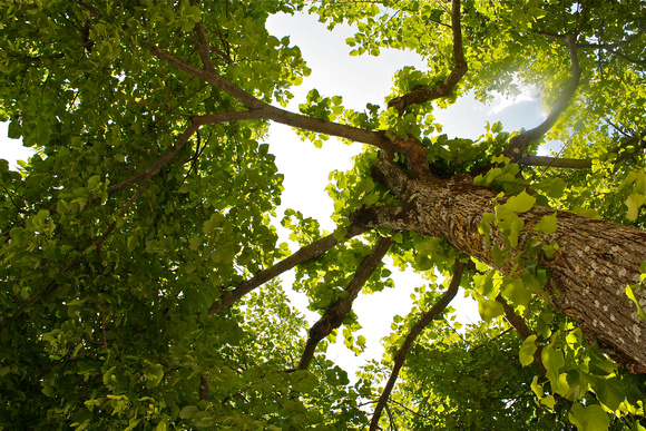 Thru the Tree Canopy Ravello Italy #261