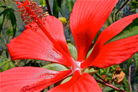 Red Hibicus Flower/Closeup